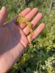 Sphagnum angustifolium