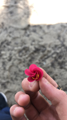 Erythrina crista-galli