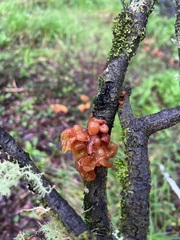 Phaeotremella foliacea