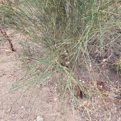 Lepidospartum squamatum