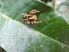 Phiale guttata