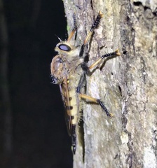 Promachus rufipes