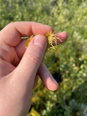 Sphagnum angustifolium
