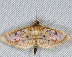 Herpetogramma pertextalis