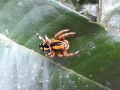 Phiale guttata