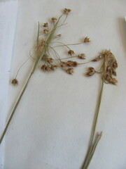 Luzula acuminata acuminata