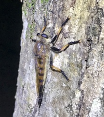 Promachus rufipes