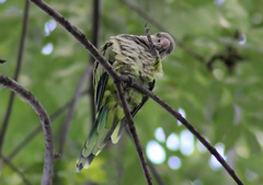 Myiopsitta monachus