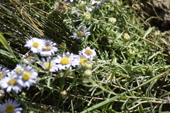 Aster altaicus