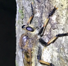 Promachus rufipes