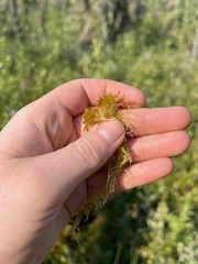 Sphagnum angustifolium