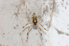 Nephilingis cruentata