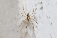 Nephilingis cruentata