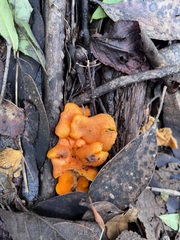 Cantharellus concinnus