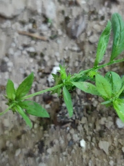 Asperugo procumbens