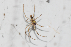 Nephilingis cruentata