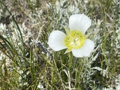 Calochortus gunnisonii