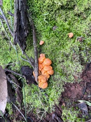Cantharellus concinnus