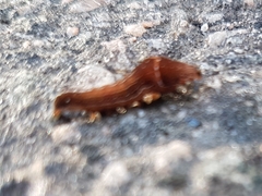 Galgula partita