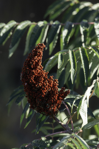 Rocky mountain sumac (Rhus glabra)