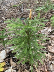 Dendrolycopodium dendroideum