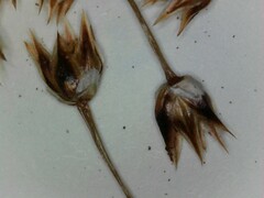 Luzula acuminata acuminata