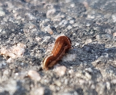 Galgula partita