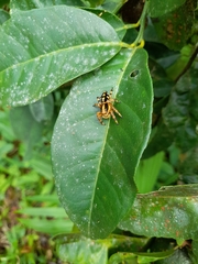 Phiale guttata
