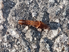 Galgula partita