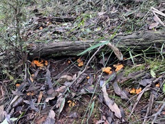 Cantharellus concinnus