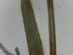 Luzula acuminata acuminata