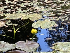 Nuphar polysepala