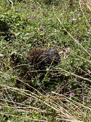 Tachyglossus aculeatus