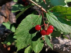 Viburnum edule
