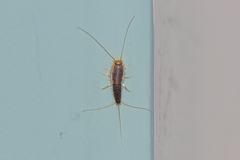 Lepismatidae