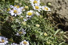 Aster altaicus