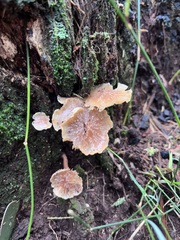Collybia eucalyptorum