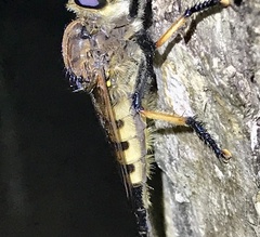 Promachus rufipes