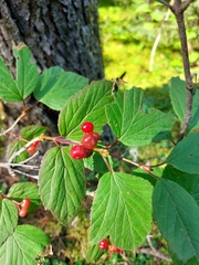 Viburnum edule