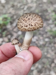 Pholiota terrestris
