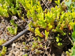Sedum acre
