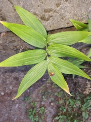 Maianthemum stellatum