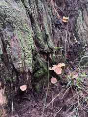 Collybia eucalyptorum