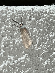 Phaegopterina