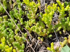Sedum acre