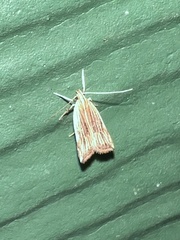 Helcystogramma hystricella