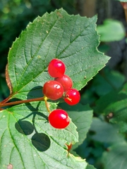 Viburnum edule