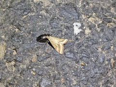 Microtheoris ophionalis