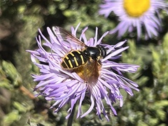 Sericomyia chalcopyga