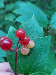 Viburnum edule